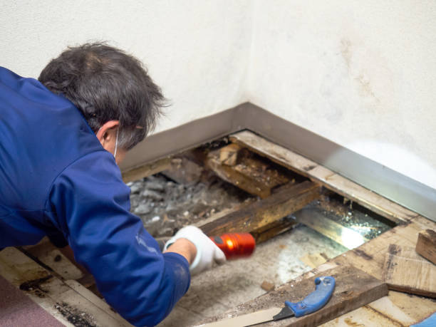 Best Residential Mold Removal  in Oakwood Hls, IL