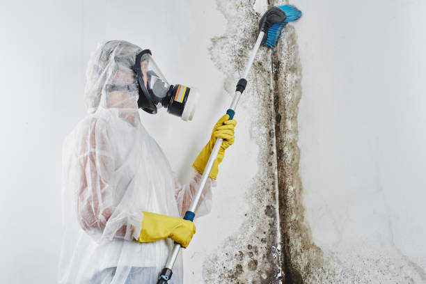 Best Crawl Space Mold Removal  in Oakwood Hls, IL