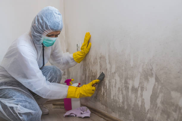 Best Mold Removal Near Me  in Oakwood Hls, IL