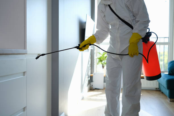 Best Black Mold Removal  in Oakwood Hls, IL