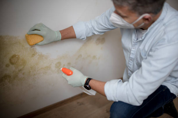 Best Mold Removal Near Me  in Oakwood Hls, IL
