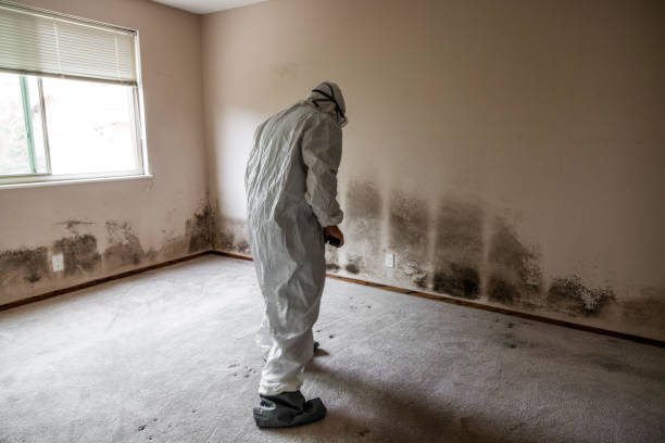 Best Emergency Mold Removal  in Oakwood Hls, IL