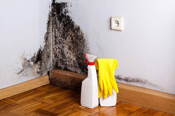 Best Best Mold Removal Companies  in Oakwood Hls, IL