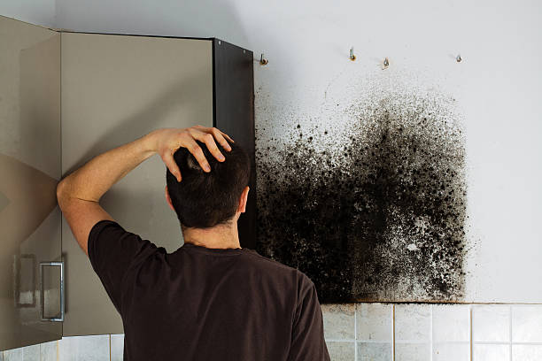 Best Emergency Mold Removal  in Oakwood Hls, IL